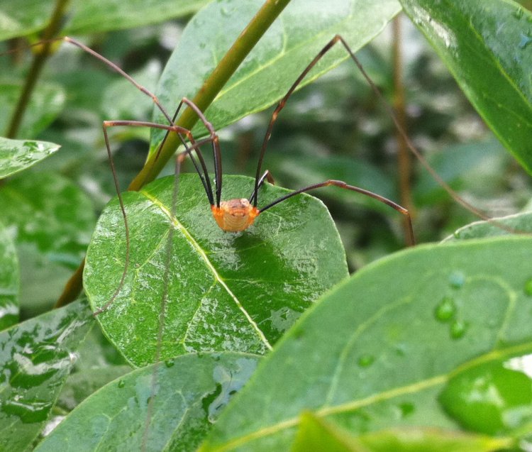 smiley face spider.jpg