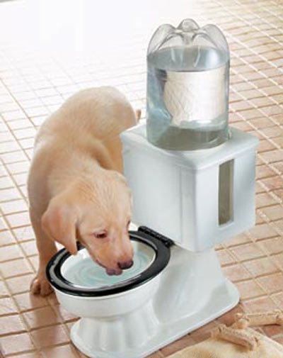 toilet_dog_bowl-1.jpg