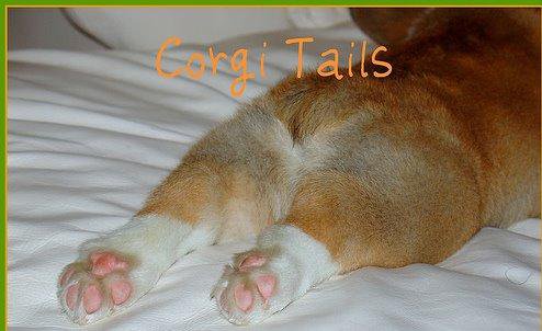 corgi tails hearder.JPG